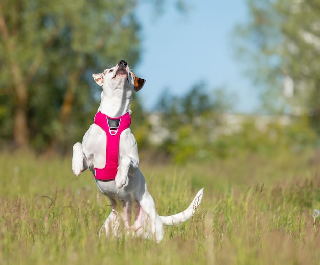 Белая с красной собакой в розовом упряжке играет в траве собака без породы собака-мутт усыновленный питомец