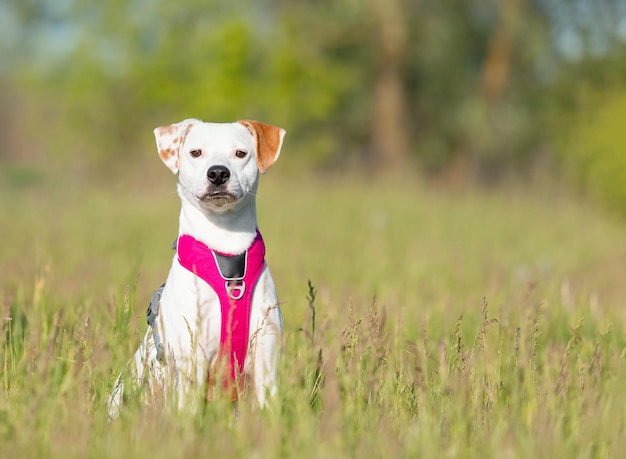 白い赤い犬とピンクのハーネスで草の上に座っている 犬の品種なし マット犬 養子ペット