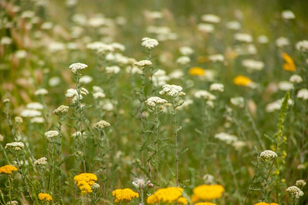 White with yellow flowers in nature