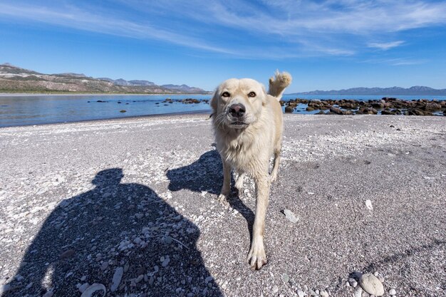 写真 白い狼犬があなたを見ている間