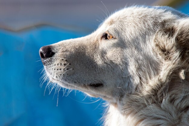 White wolf dog while looking at you