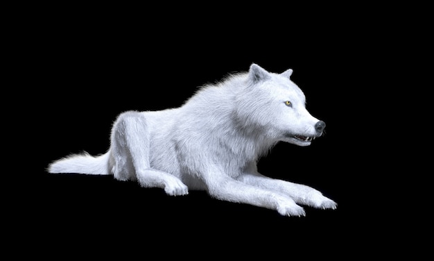 White wolf isolate on dark background with Clipping Path, arctic wolf