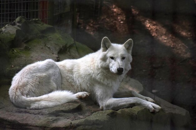 Photo white wolf resting on rock