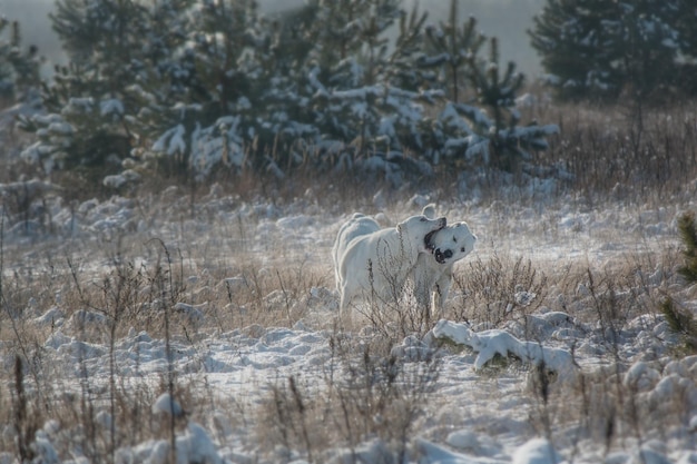 A white wolf in a snowy field