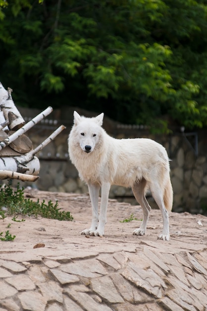 白いオオカミが動物園に立っています