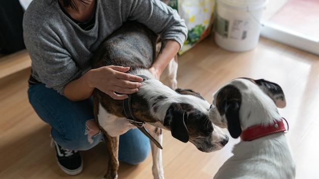 White woman playing with two dogs and petting them