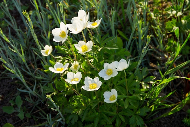 White wood anemones flowers Anemone nemorosa