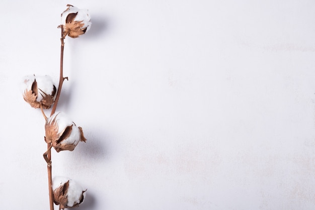Белый деревянный фон украшен веткой цветка хлопка