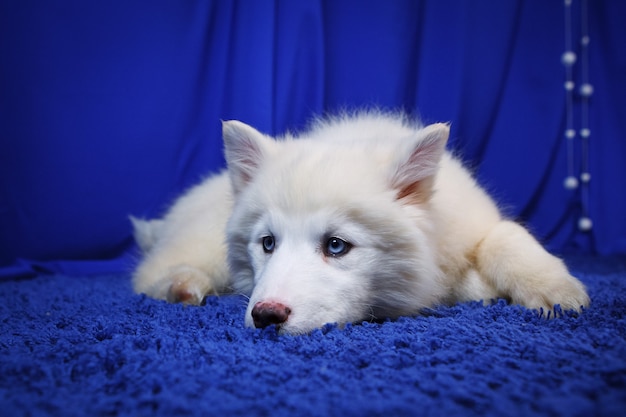 Белый щенок якутской лайки, смеющаяся смешная эмоциональная собака, на синем фоне студии