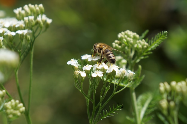 꿀벌과 흰색 톱 풀 꽃입니다. 아킬 레아 밀레 폴리 움