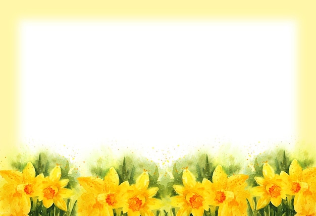 Photo white and yellow background with watercolour yellow narcissus spring flowers hand drawn sketch