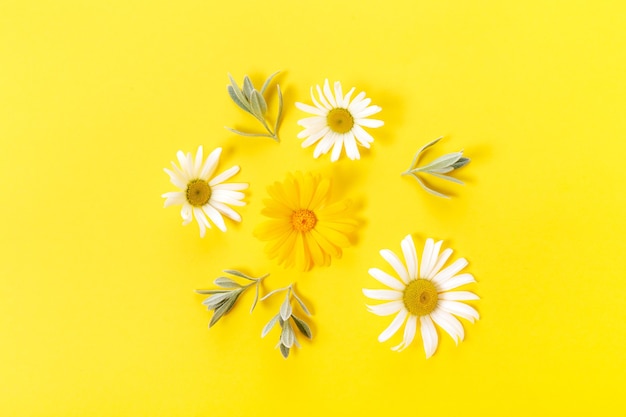 White and yellow chamomile flowers on yellow background. Spring, summer concept. Flat lay, top view, copy space