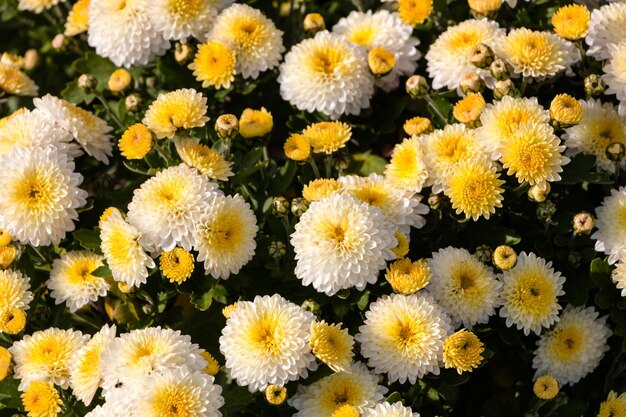 white-yellow chrysanthemums.  natural flower background