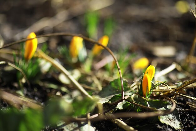 봄에 나라에서 흰색과 노란색 크로커스. 밝은 봄 꽃. 신선한 기쁨의 식물이 피었습니다. 어린 새싹.
