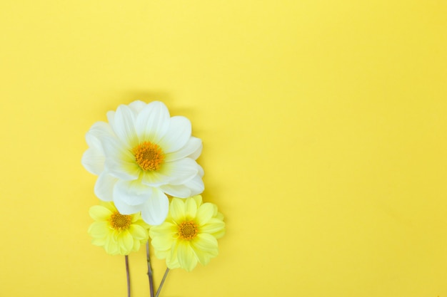 White and yellow dahlia flowers on yellow background copyspace