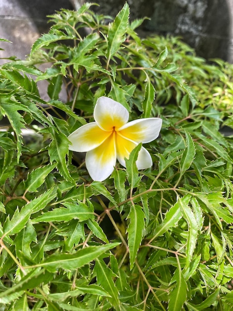 A white and yellow flower is among some green leaves.