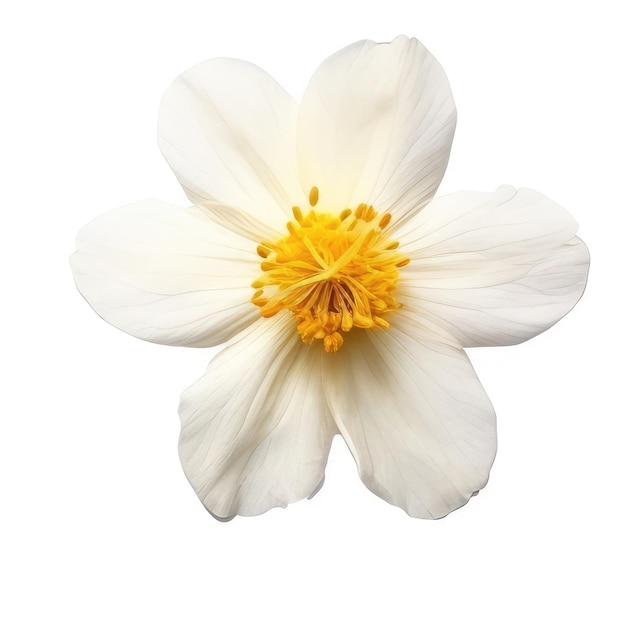 A white and yellow flower with a yellow center.