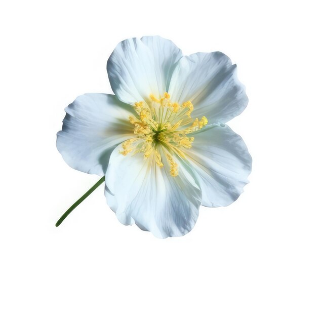 A white and yellow flower with yellow stamens.