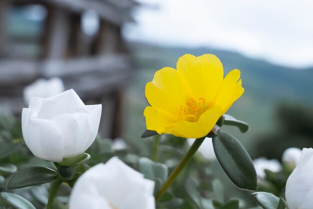 丘に植えられた白と黄色の花