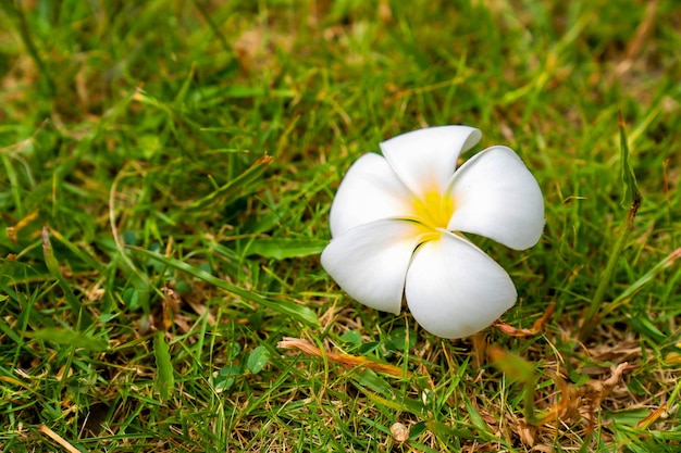 White and yellow frangipani flowers on green grass.