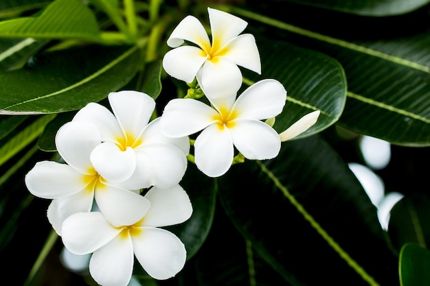 White and yellow frangipani flowers with leaves in background