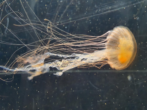 A white and yellow jellyfish is swimming