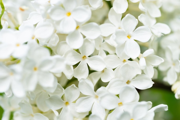 White yellow lilac flowers macro background