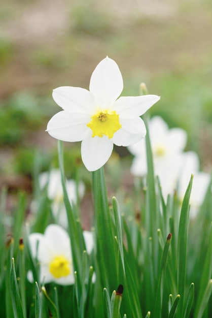 White and yellow Narcissus in nature