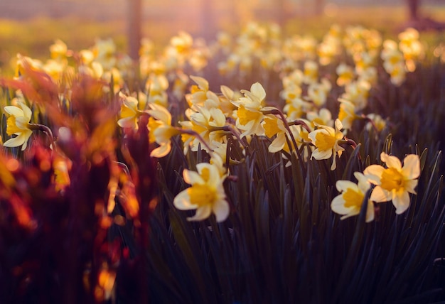 White and Yellow Petaled Flowers during Sunrise Photo