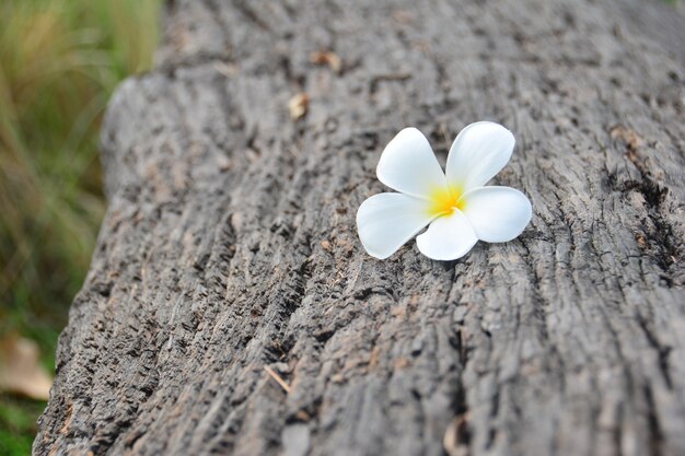 La plumeria bianca e gialla fiorisce sul ceppo di legno