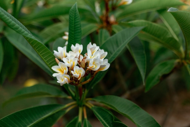 Photo white and yellow plumeria flowers on a tree