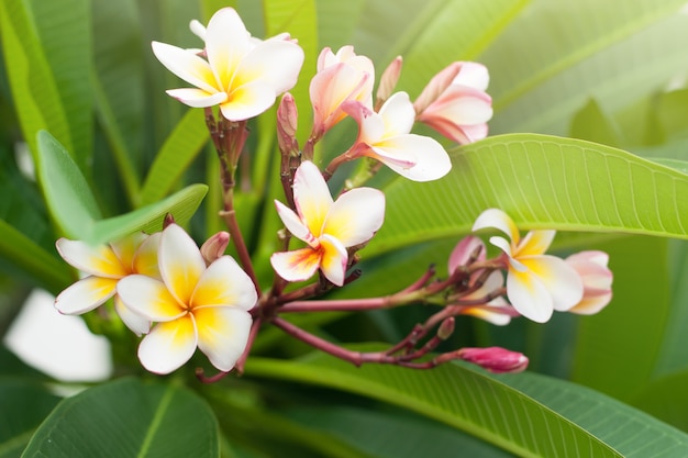 흰색과 노란색 plumeria 꽃