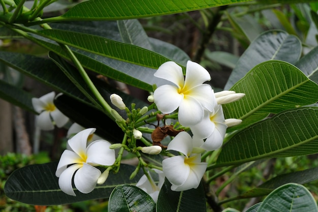 White and yellow plumeria flowers