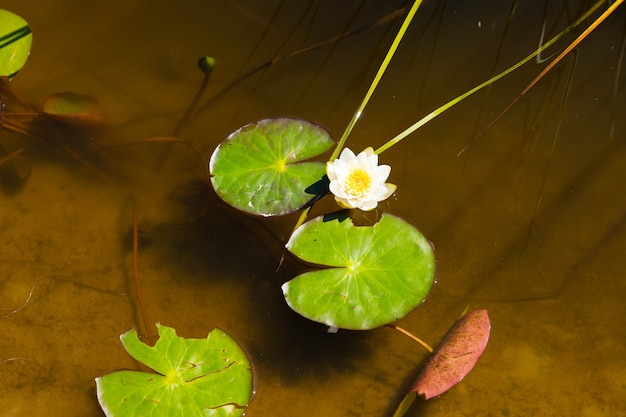 White, yellow river lily in the wild.