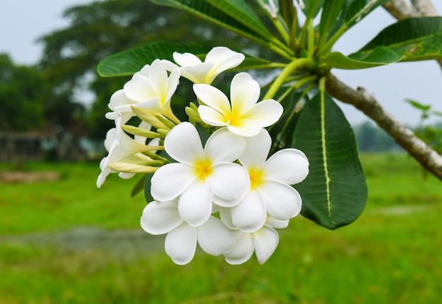 White and yellow tropical frangipani or plumeria blossom with green leaves