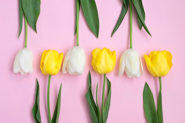 White and yellow tulips flowers on pink.