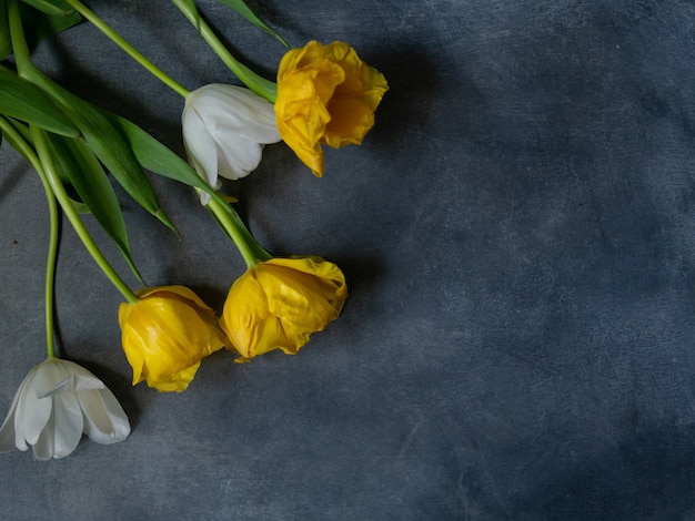 White and yellow tulips on gray background with place for text.