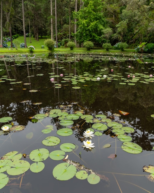 Photo white and yellow water lilly beside lilly pads on a pond near a forrest