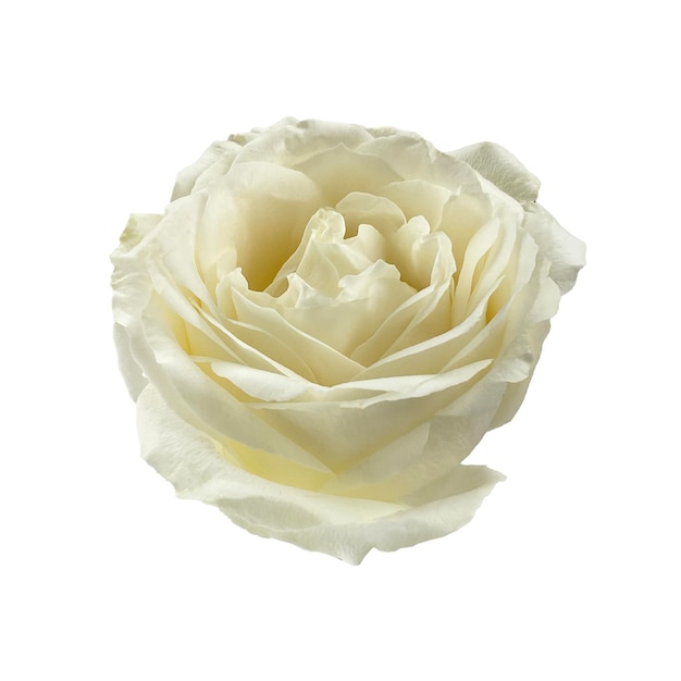 White yellowish rose top view