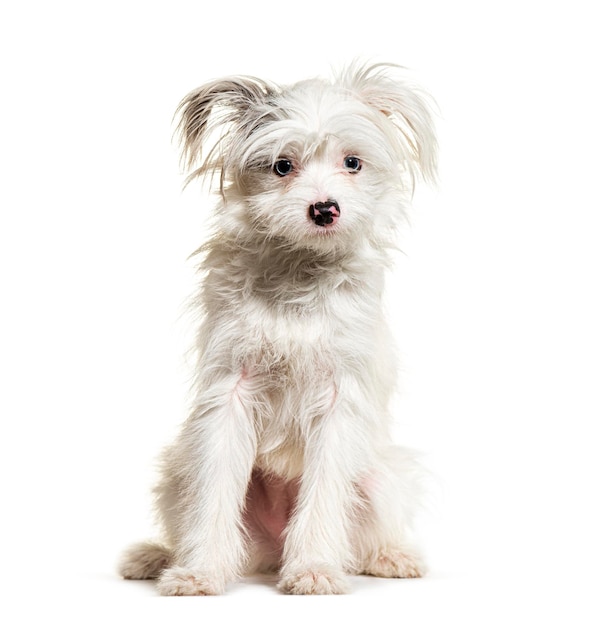 White YorkiePom dog isolated on white mixedbreed Pomeranian and Yorkshire Terrier