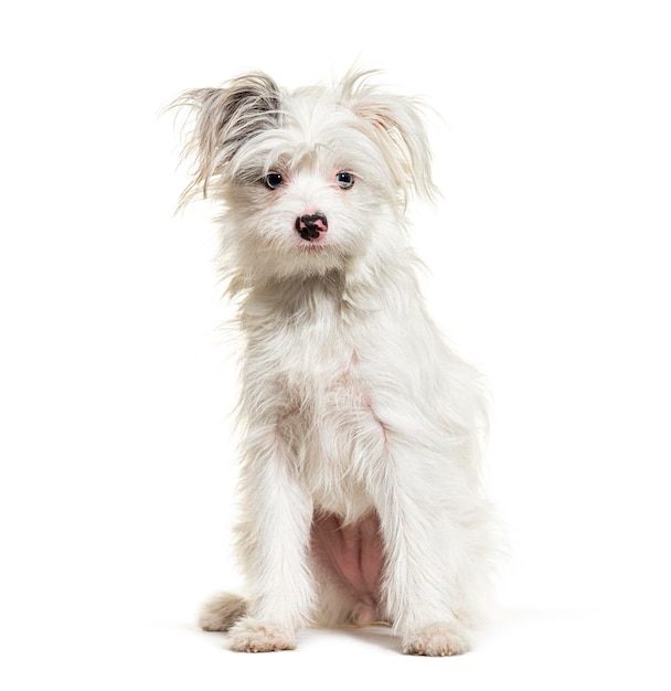 White YorkiePom geïsoleerd op een witte gemengde ras Pomeranian en Yorkshire Terrier