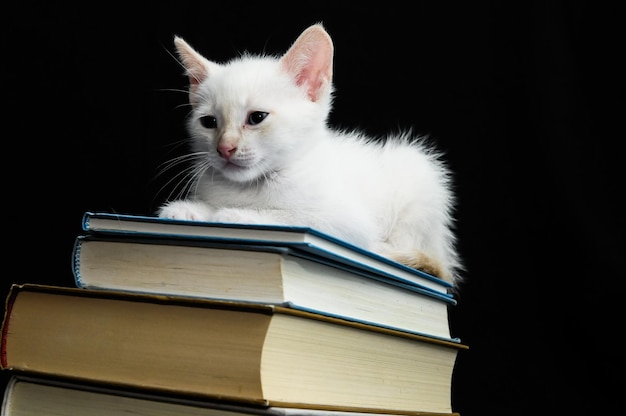 White Young Baby Cat