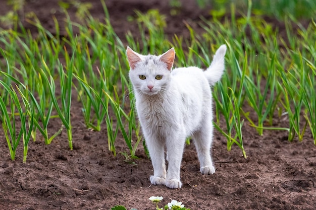 White young cat in the garden near the green plants