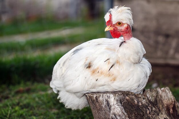 Cock Squat