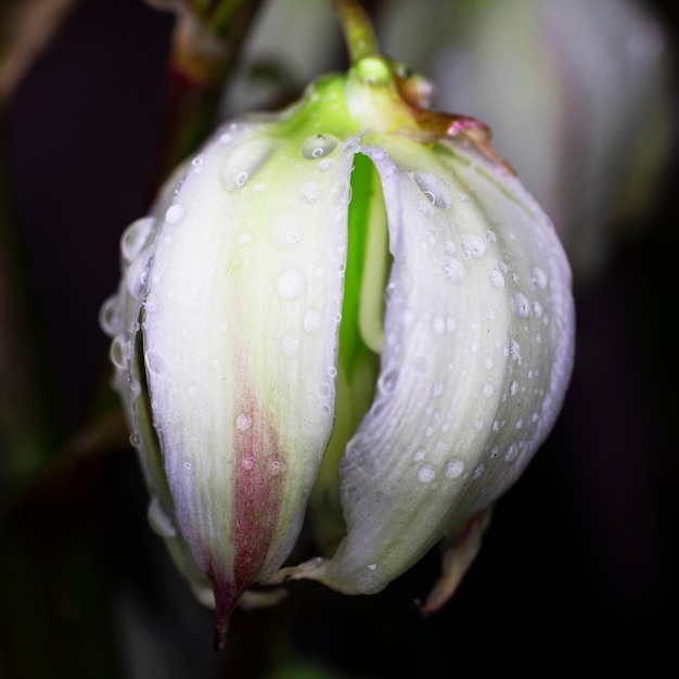 庭の白いユッカの花