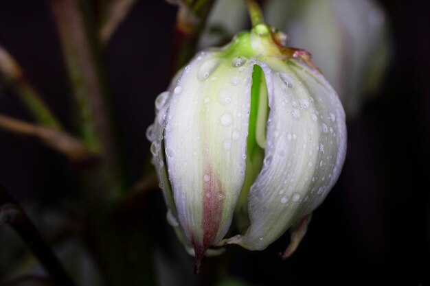 庭の白いユッカの花