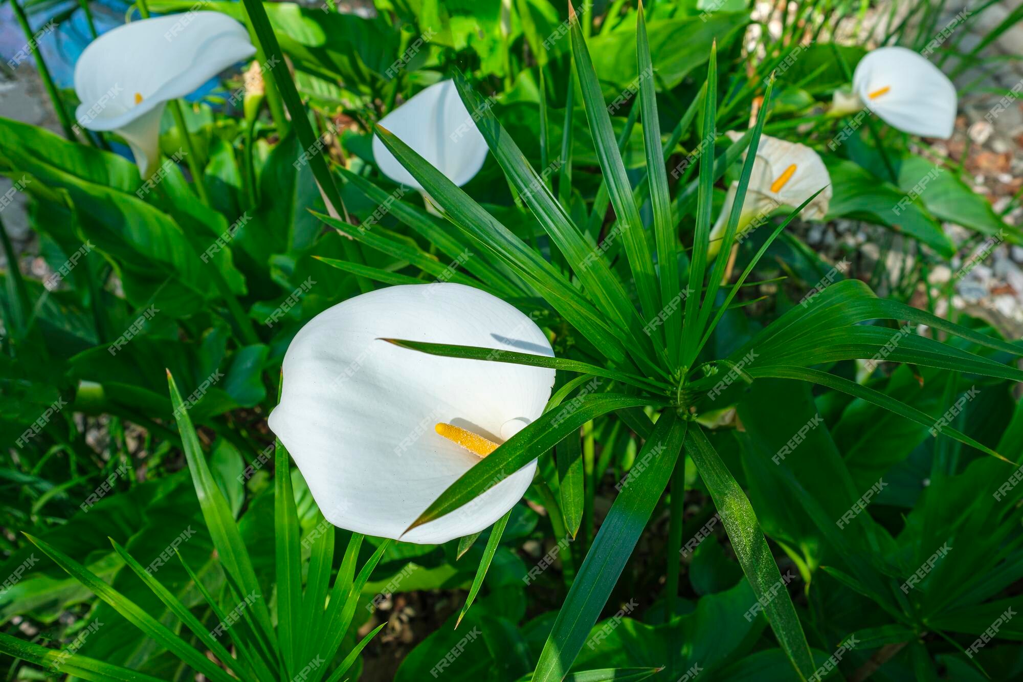 Premium Photo | White zantedeschia perennial herbaceous plants of aroid  family araceae ethiopian calla