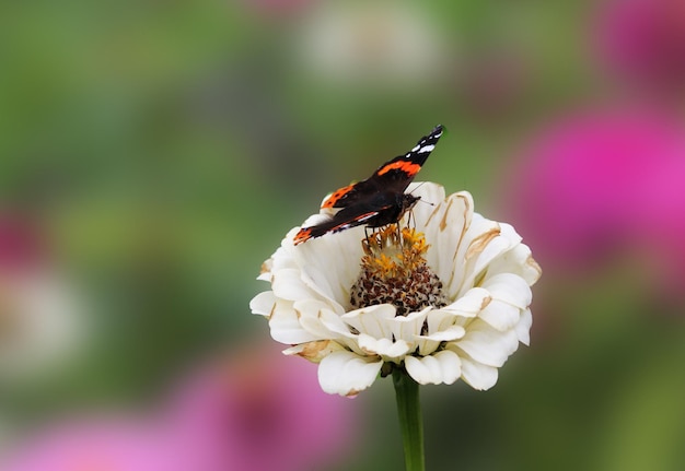 Photo white zenia graceful bathes in the sunshine of a summer day zine on an isolated green background