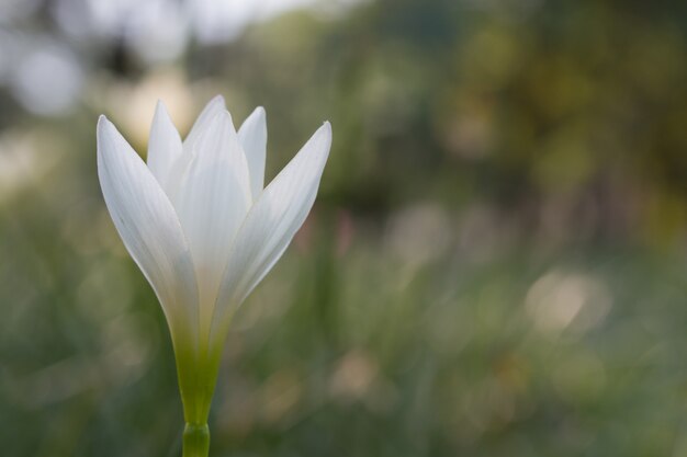 白いゼフィランサス花（Zephyranthes carinata）。