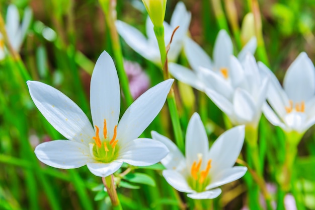 White zephyranthes flowers. Rain Lily 